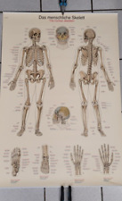 Menschliche skelett lehrtafel gebraucht kaufen  Hamburg