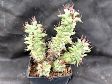 Euphorbia horrida monster usato  Massafra