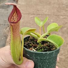 carnivorous plants for sale  Half Moon Bay