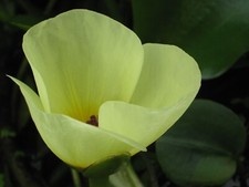 Wassermohn hydrocleys nymphoid gebraucht kaufen  Schmidmühlen