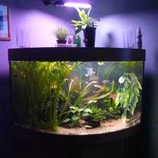 Simulated aquatic plants for sale  LONDON