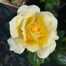 Rose rita for sale  PETERBOROUGH