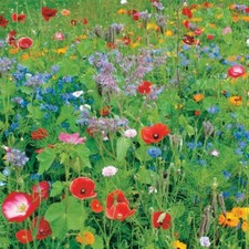 Wild flower wildflower for sale  NEWTON ABBOT