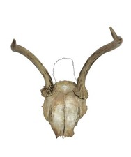 Vintage old deer for sale  Grass Valley