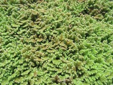 Feenmoos azolla filiculoide gebraucht kaufen Feenmoos azolla filiculoide gebraucht kaufen  Stolberg (Rhld.)