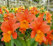 Orchid Orchidee Orquídea Cattleya (Rth.) Netrasiri Star Bright Orange Malay(33P), używany na sprzedaż  PL
