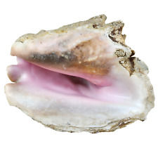 Coquillage collection strombus d'occasion  Massy