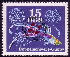 2177 zierfische guppys gebraucht kaufen  Schwalmtal