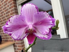 Phalaenopsis toshi peloric gebraucht kaufen  Bassum
