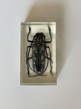 Véritable insecte résine d'occasion  Rouen-