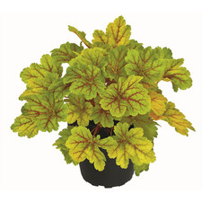 Heuchera electra campanellino usato  Spedire a Italy