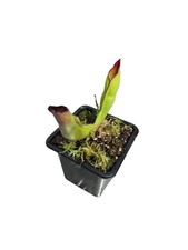 Heliamphora sarracenioides pta usato  Spedire a Italy
