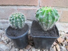 Home grown echinopcactus for sale  NEWARK