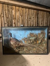 Large pheasant taxidermy for sale  SALISBURY
