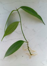 Hoya buotii ableger gebraucht kaufen  Magdeburg