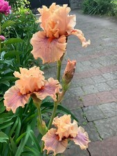 Bearded tall iris d'occasion  Expédié en Belgium