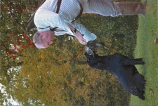 Picture postcard dog for sale Picture postcard dog for sale  NEWCASTLE UPON TYNE