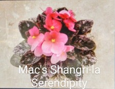 African violet leaf for sale  Ennis