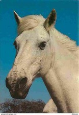Animaux chevaux gros d'occasion  Fruges