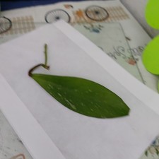 Porzellanblume hoya carnosa gebraucht kaufen  Bückeburg