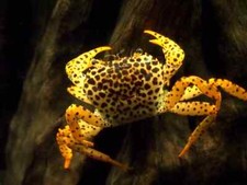 Pack panther crabs for sale  Haslet
