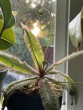 Drosera adelae tropical for sale  Menlo Park