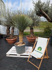 Yucca rostrata 150 gebraucht kaufen  Nordkirchen