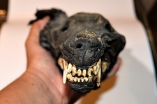 Real mummified coyote for sale  Coalinga