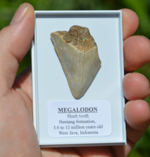 Wow genuine megalodon for sale  UK