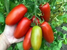 Tomatensamen italienische flas gebraucht kaufen  Hanhofen