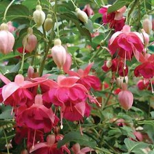 Fuchsia standard trees for sale  LIVERPOOL