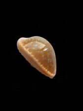 Shell cypraea naria usato  Forano