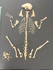 Juvenile rabbit skeleton for sale  PENRYN