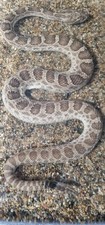 Rattle snake taxidermy for sale  SITTINGBOURNE