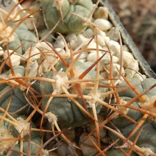 Echinocactus horizonthalonius  gebraucht kaufen  Düsseldorf