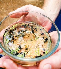 Live tadpoles small for sale  Rusk
