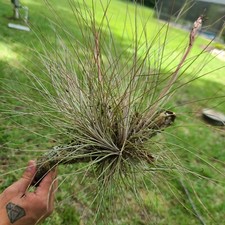 Tillandsia bromeliad bartram for sale  High Springs