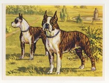Boston terri dog d'occasion  Expédié en Belgium