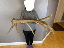 Elk shed antler for sale  Moscow