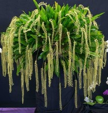 Orchid species dendrochilum for sale  Mckinleyville