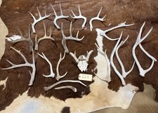 Lot whitetail axis for sale  Harper