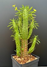 Euphorbia loricata specimen for sale  Marana