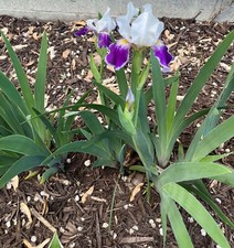 Mixed white purple for sale  Minneapolis