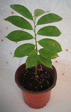 Soursop tree guanábana for sale  Altamonte Springs