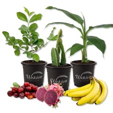 Fruit medley trio for sale  USA