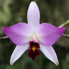 Stud division awarded for sale  Canton
