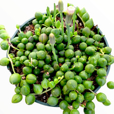 String pearls senecio for sale  Morgan Hill
