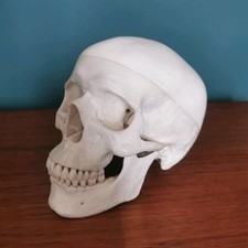 Anatomisches schädel modell gebraucht kaufen  Porta Westfalica