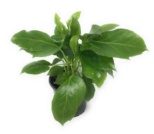 Flowerpotnursery large leaf for sale  Loranger