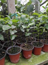 Soursop plant inch d'occasion  Expédié en Belgium